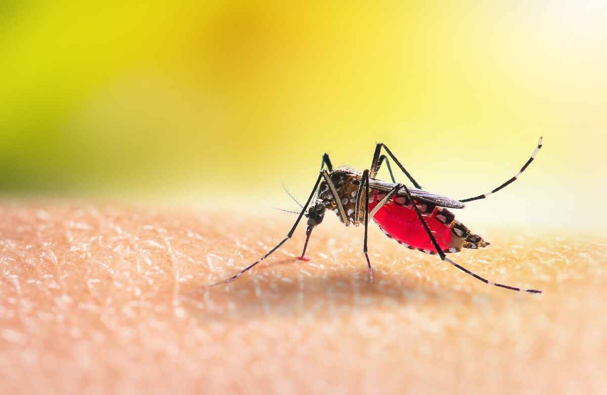 Cases of malaria have been found in the U.S.
