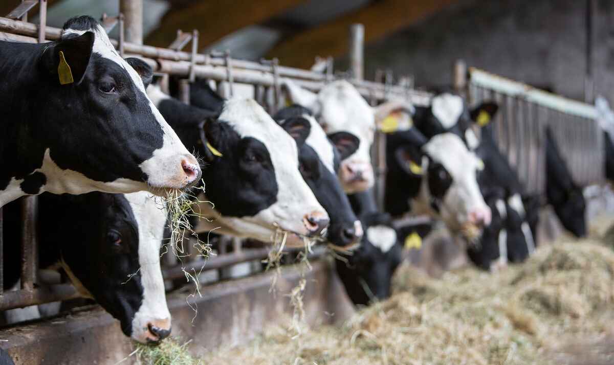 Cases of H5N1 or bird flu virus have been found in cows
