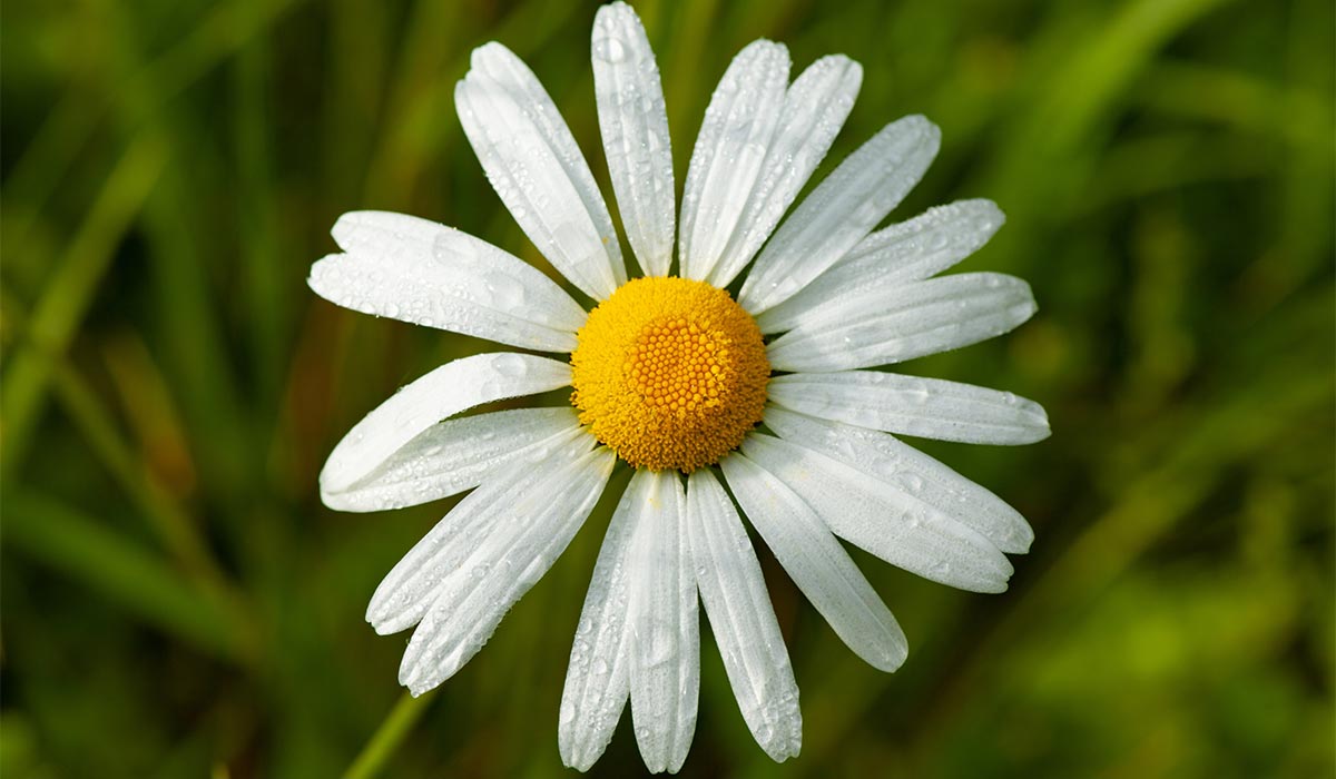 Photo of daisy flower