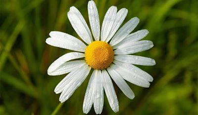 Photo of daisy flower