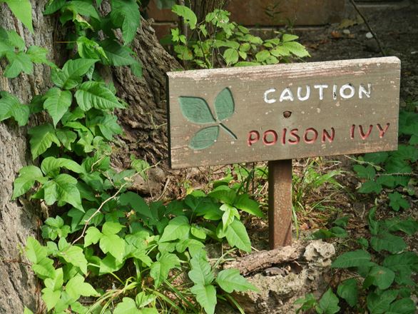 treatment for poison ivy
