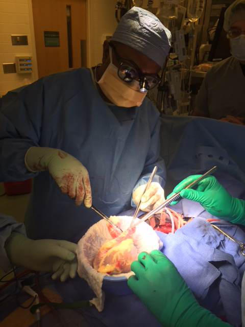Yale New Haven Hospital doctors are seen preparing the just-arrived heart in the OR prior to surgery. 